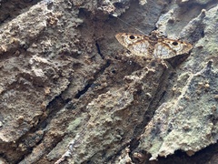 Melanomma auricinctaria