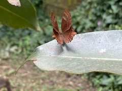 Abisara echerius