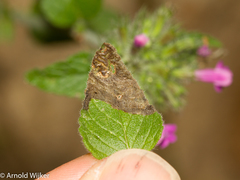Phytomyza obscura group