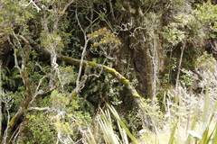 Hypodontium