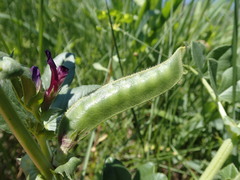 Vicia narbonensis