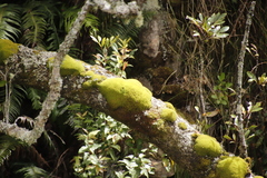 Hypodontium