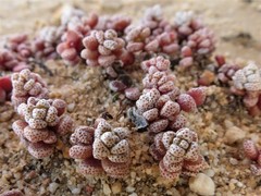 Crassula corallina