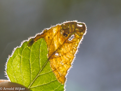 Phytomyza obscura group