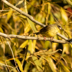 Emberiza personata