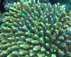 Acropora gemmifera