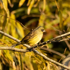 Emberiza personata