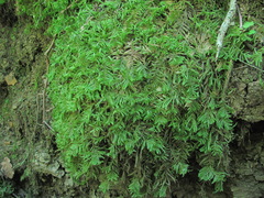 Hyocomium armoricum
