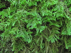 Hyocomium armoricum