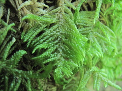 Hyocomium armoricum