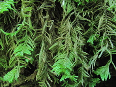 Hyocomium armoricum