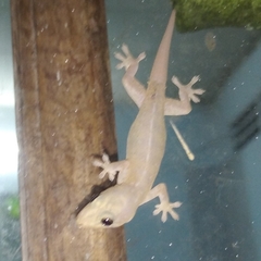 Hemidactylus frenatus