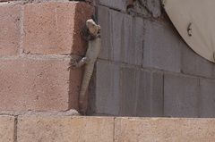 Ctenosaura macrolopha