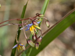 Dianella callicarpa