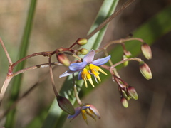 Dianella callicarpa
