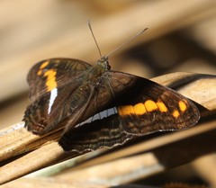 Adelpha olynthia