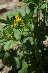 Tephroseris cladobotrys