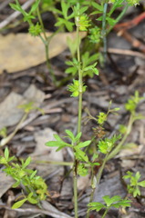 Ranunculus sessiliflorus