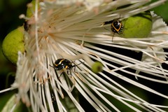 Grossiana persignata