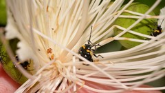 Grossiana persignata