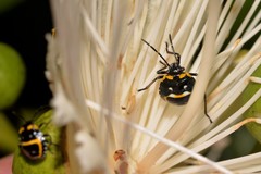 Grossiana persignata