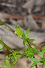 Ranunculus sessiliflorus