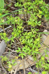 Ranunculus sessiliflorus