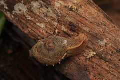 Fastosarion papillosus
