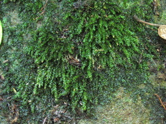 Rhynchostegium murale