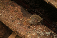 Fastosarion papillosus