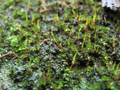 Rhynchostegium murale