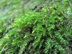 Rhynchostegium murale