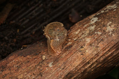 Fastosarion papillosus