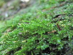 Rhynchostegium murale