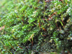 Rhynchostegium murale