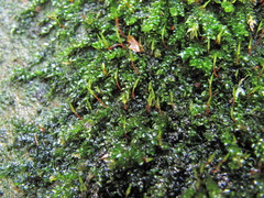 Rhynchostegium murale