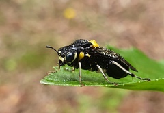 Pergagrapta bicolor