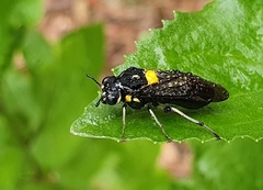Pergagrapta bicolor