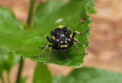 Pergagrapta bicolor