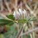 Trifolium cherleri - Photo 由 Anne-Hélène Paradis 所上傳的 (c) Anne-Hélène Paradis，保留部份權利CC BY-NC