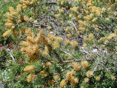Chrysomyxa
