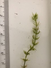 Chara fibrosa acanthopitys