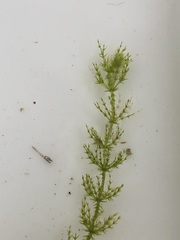 Chara fibrosa acanthopitys