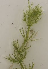 Chara fibrosa acanthopitys