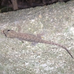 Hemidactylus frenatus