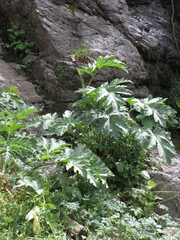 Heracleum granatense