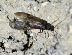 Xyletinus aralensis
