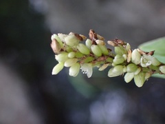 Persicaria barbata