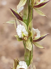 Prasophyllum australe