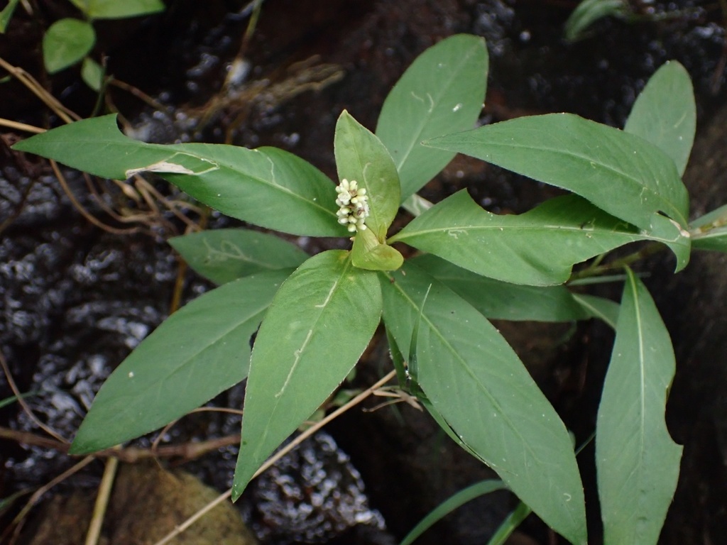 bearded knotweed